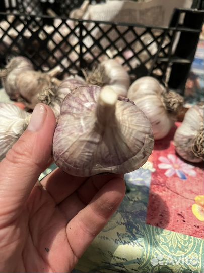 Чеснок на посадку