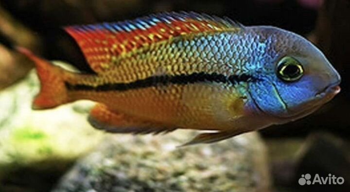 Продаются цихлиды