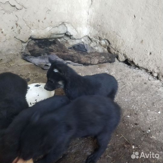Щенки пастушки чисто кровные. Породистые