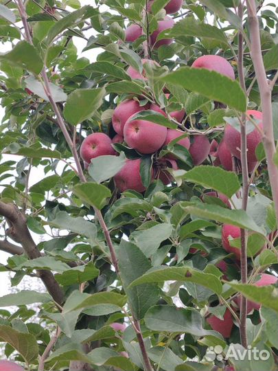 Яблоки Флорина