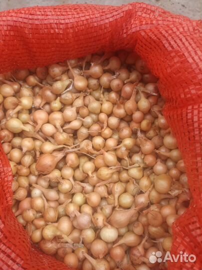 Лук севок штутгартер