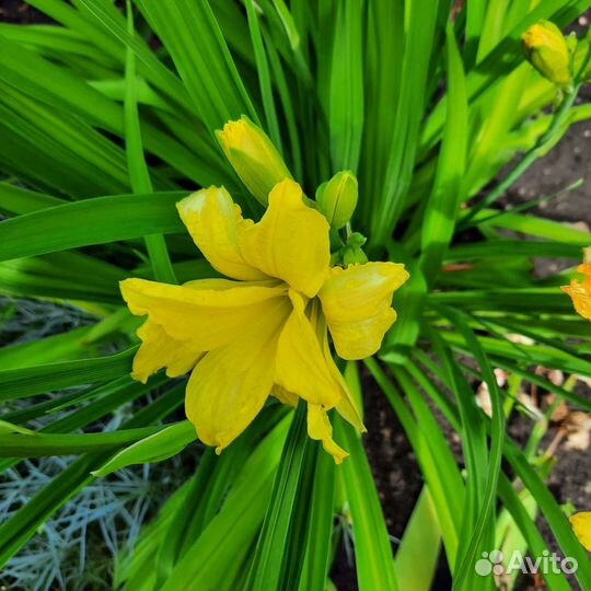 Лилейники сортовые