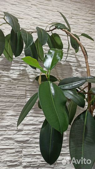Продам фикус