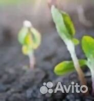 Торфосмесь