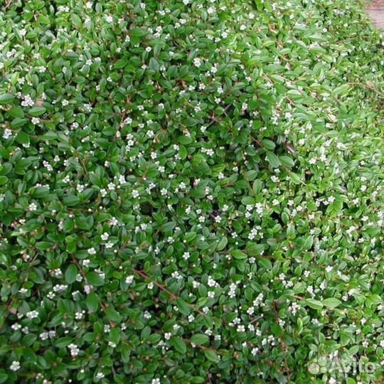 Кизильник прижатый