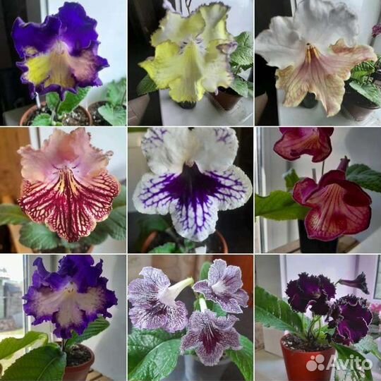 Стрептокарпус (фрагменты)