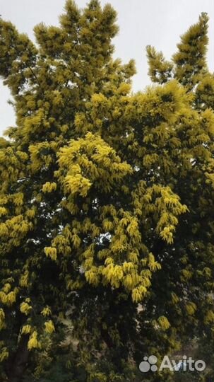 Кипарис, руксус