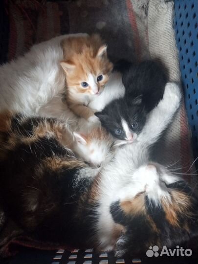 Котята в добрые руки