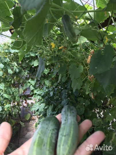 Домашние Огурцы Помидоры со своего огорода