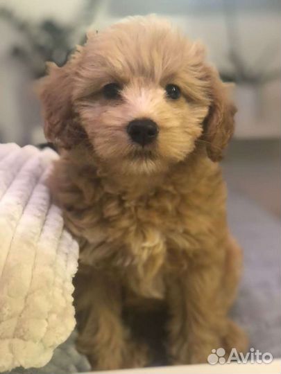 Мальтипу F1 девочка и мальчик