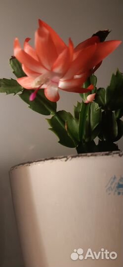 Отдам. Декабрист