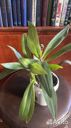 Комнатные растения