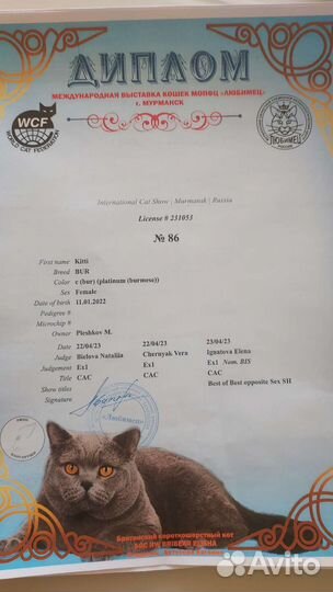 Бурманские котята