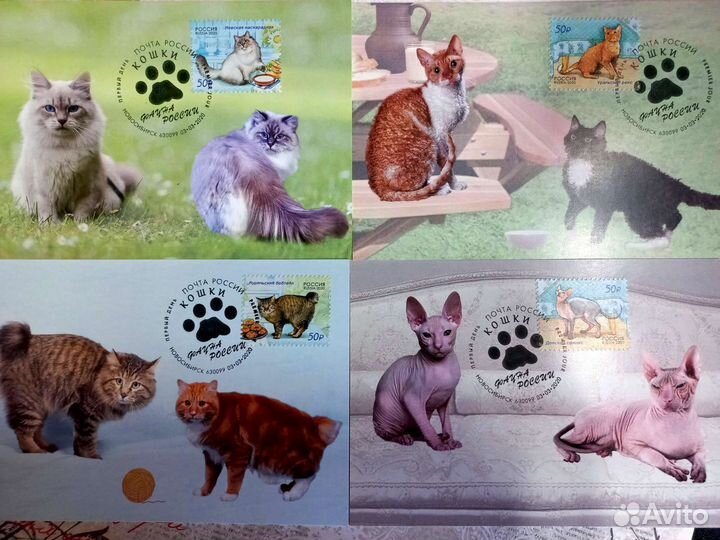 Картмаксимум кошки