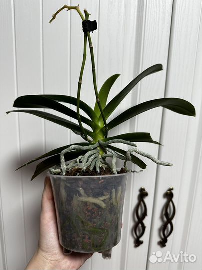 Орхидея фаленопсис мультифлора пелор