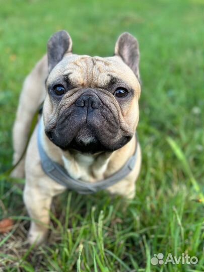 Французский бульдог кабель вязка