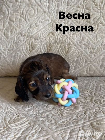 Длинношерстная такса кроличья/миниатюрная