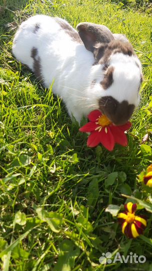 Кролик немецкий пестрый строкач