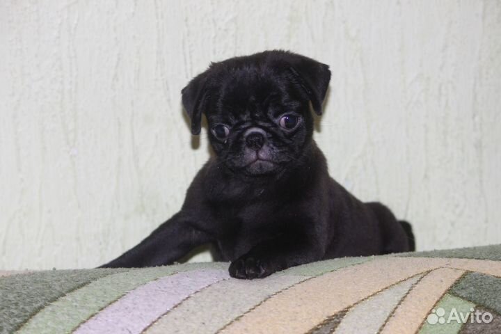 Щенки мопса чёрные