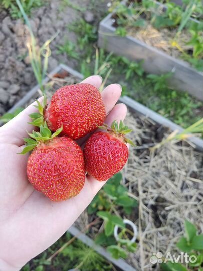 Саженцы клубники на июль- август