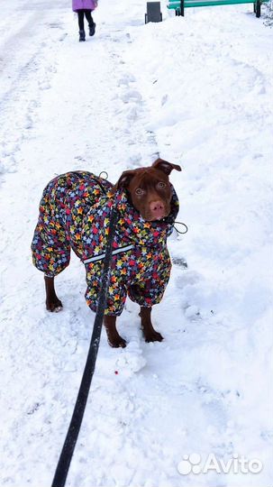 Одежда для собак, комбинезон, пошив по размерам