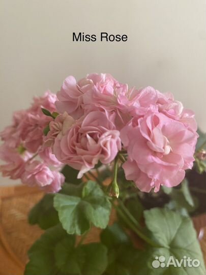 Сортовые пеларгонии в горшочках