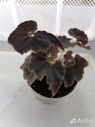 Бегония Мэсона,Черная мамба,Борщевиколистн