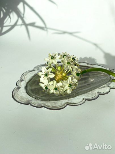 Ракушка Европа Винтаж