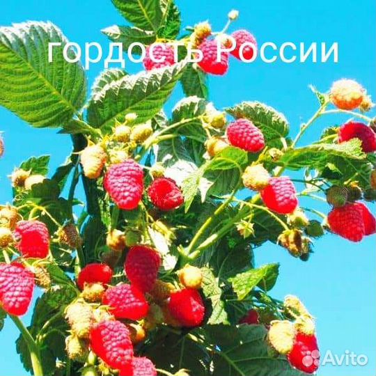 Саженцы крупной малины