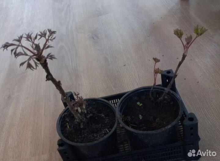 Пион древовидный