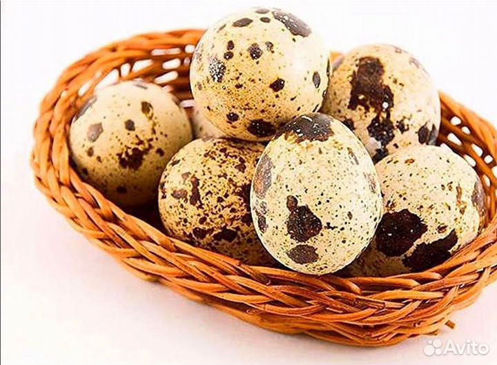 Перепелки тушки/ перепел живой/ яйцо