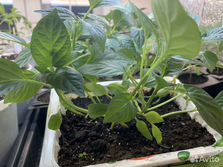 Рассада перца сладкого