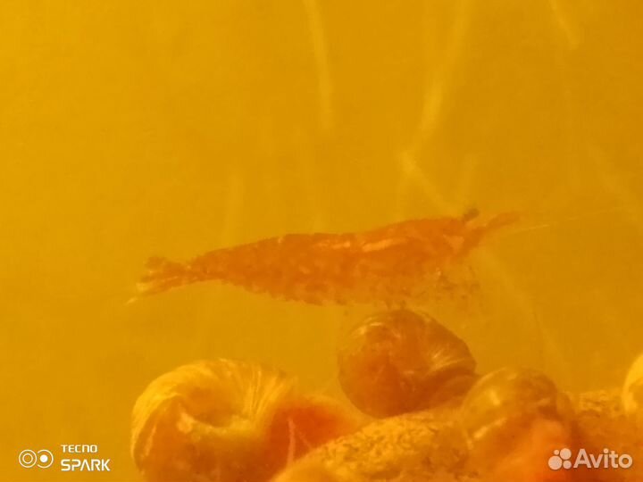 Креветки Вишнëвые