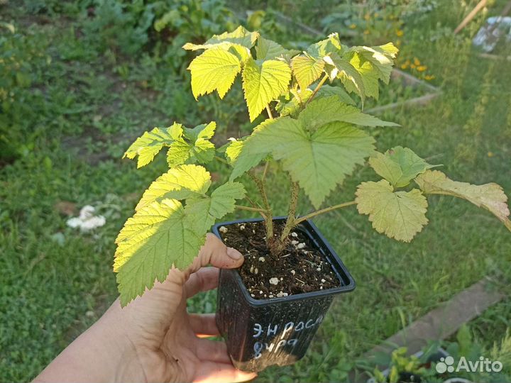 Малина Энросадира, Мапема