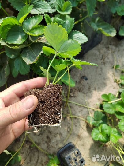 Рассада клубники. Альба и Азия