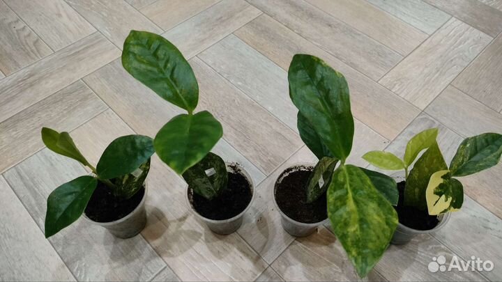 Рафидофора тетрасперма вар,Блэк Кардинал вар