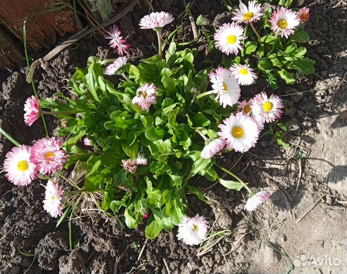 Многолетние растения