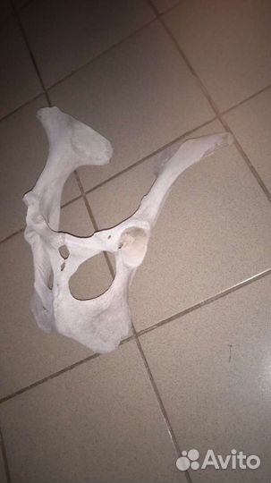 Маска из кости