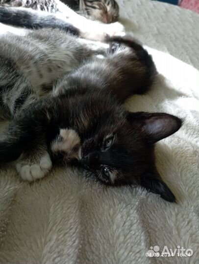 Кошка в дар