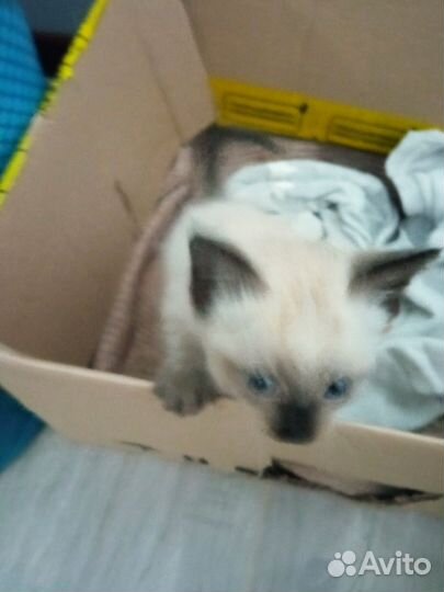 Сиамские котята