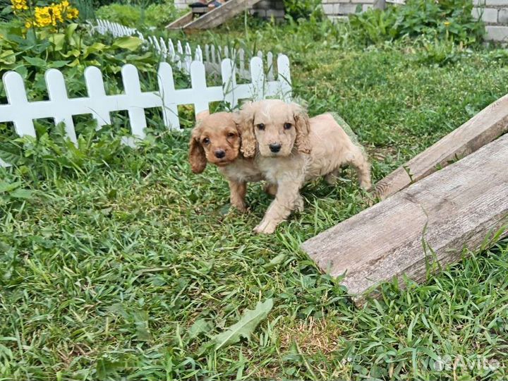 Щенок спаниеля