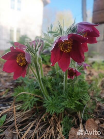 Семена прострелов, рябчиков и других многолетников