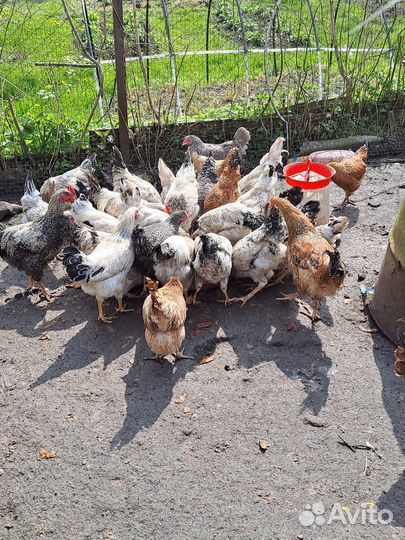 Продам молодых петухов