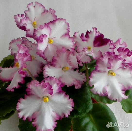 Сортовые фиалки мини