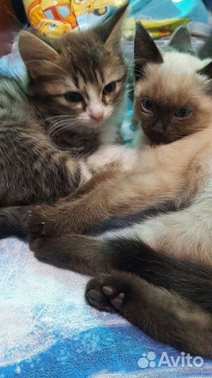 Котята в добрые руки