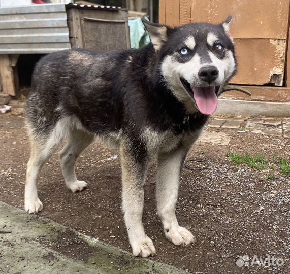 Сибирский хаски