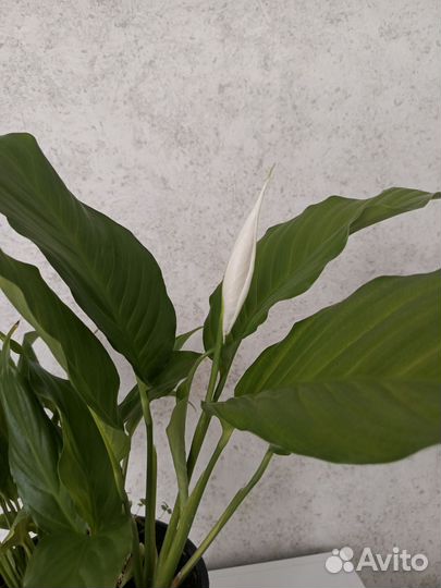 Спатифиллум