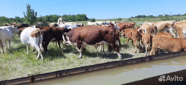 Продам быка