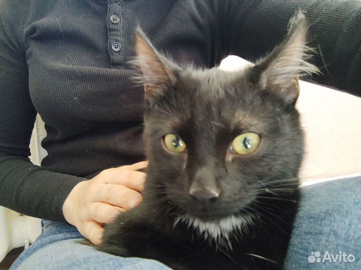 Котёнок