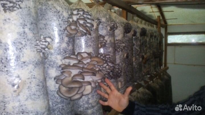 Грибные блоки